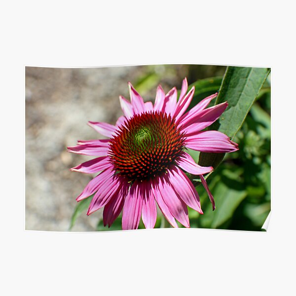 Echinacea in the Sun Poster