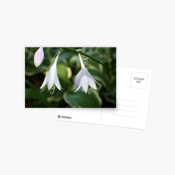 Hosta -1 Postcard