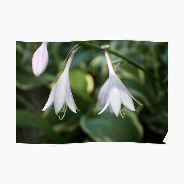 Hosta -1 Poster
