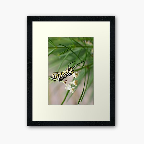 Monarch Caterpillar - 2 Framed Art Print