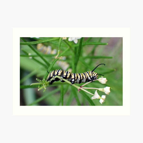 Monarch Caterpillar - 4 Art Print