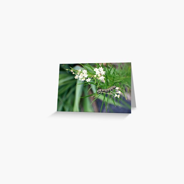 Monarch Caterpillar - 6 Greeting Card