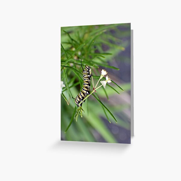 Monarch Caterpillar - 9 Greeting Card
