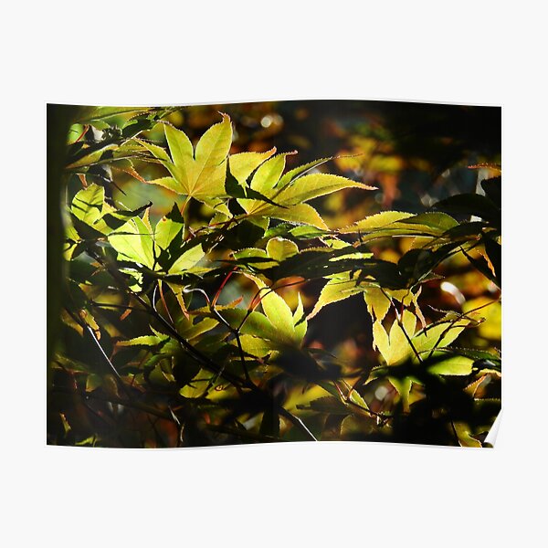 Illuminated Leaves Poster