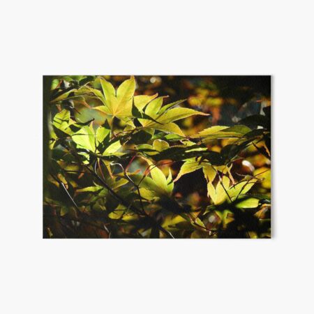 Illuminated Leaves Art Board Print