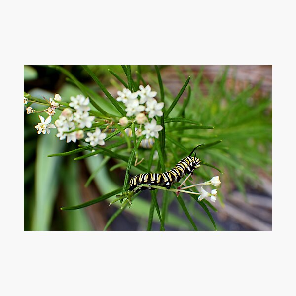 Monarch Caterpillar - 11 Photographic Print