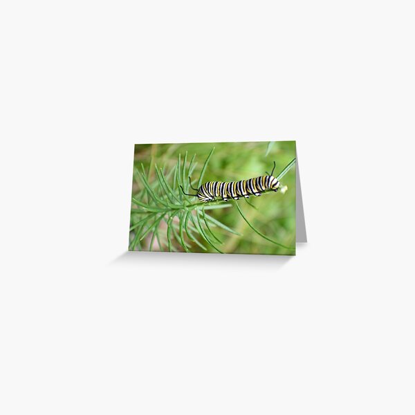Monarch Caterpillar - 12 Greeting Card