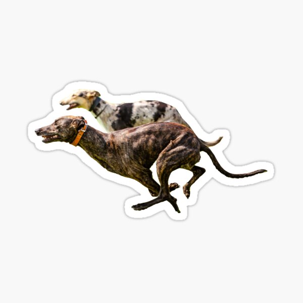 Item preview, Greyhounds having fun designed and sold by OwlOccasions.