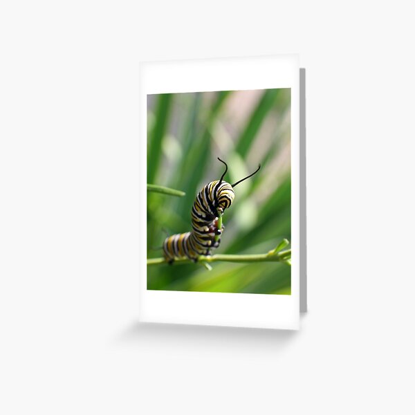 Monarch Caterpillar - 14 Greeting Card