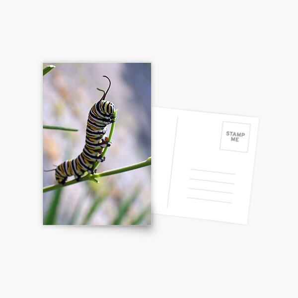 Monarch Caterpillar - 16 Postcard