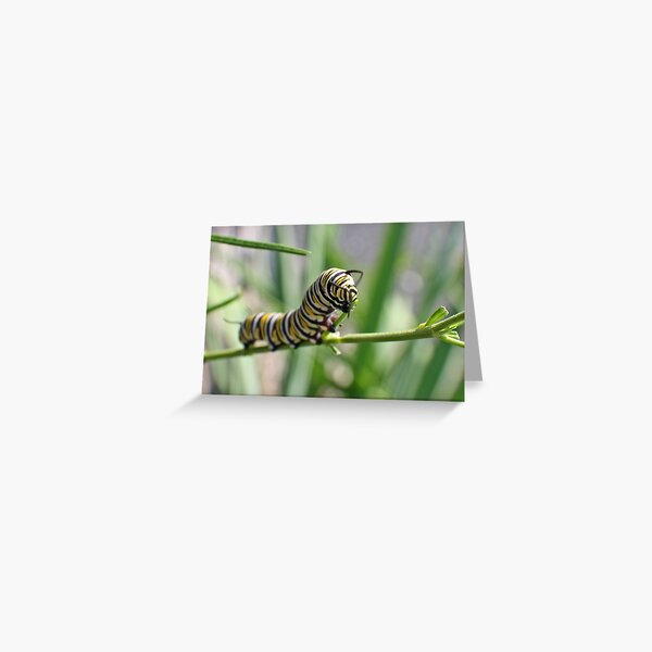 Monarch Caterpillar - 18 Greeting Card