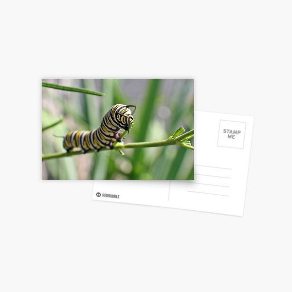 Monarch Caterpillar - 18 Postcard