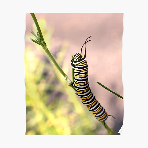 Monarch Caterpillar - 19 Poster