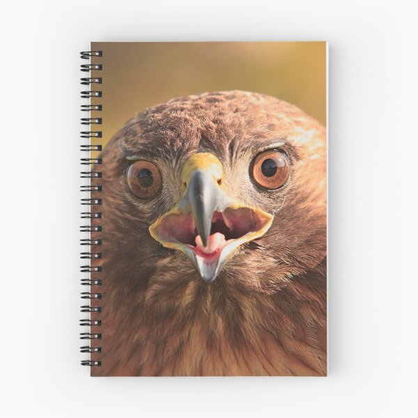 Item preview, Red Tail Hawk - Family:  Accipitriformes designed and sold by Buckwhite.