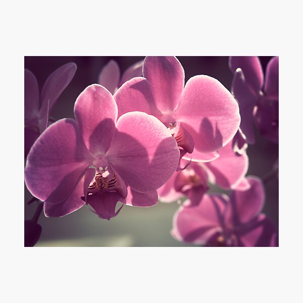 happy things Photographic Print