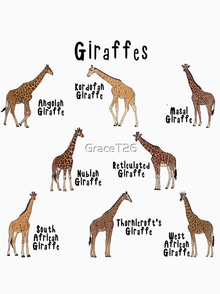 жираф карточки для детей. Giraffe транскрипция и перевод. буква жираф. жираф телеграф. жираф печатными буквами.