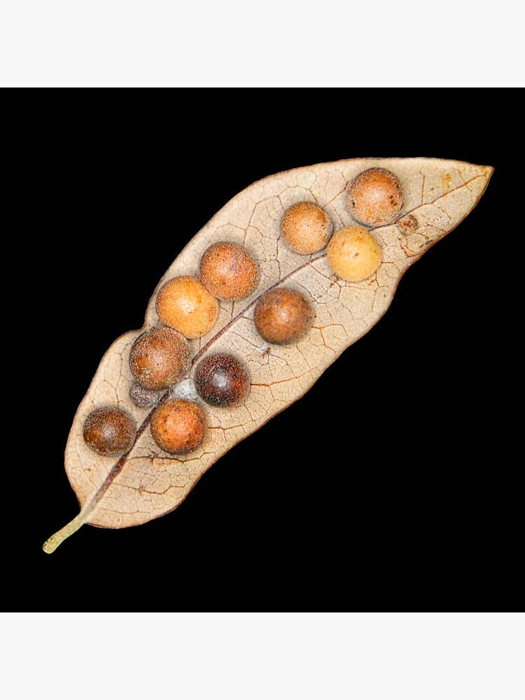 Artwork view, Leaf Galls designed and sold by Warren Paul Harris