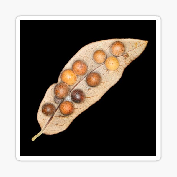 Leaf Galls Sticker