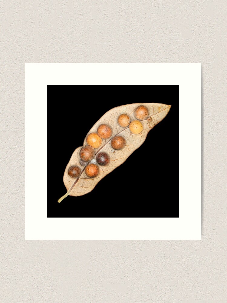 Thumbnail 2 of 3, Art Print, Leaf Galls designed and sold by Warren Paul Harris.