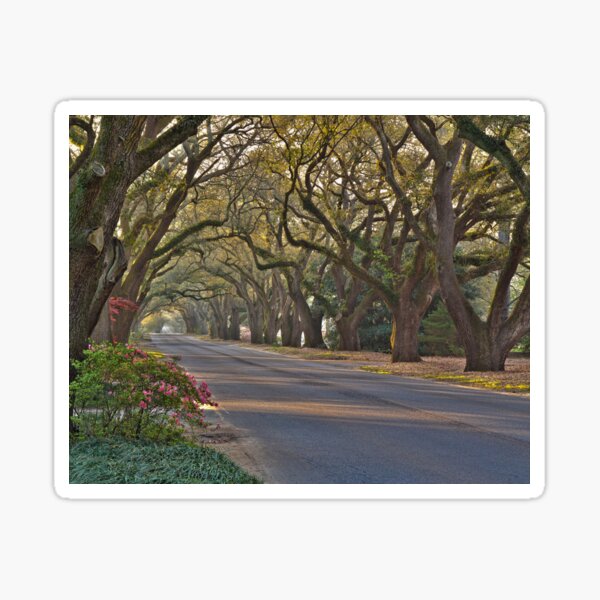 Item preview, Aiken South Boundary in Spring designed and sold by Shirley Radabaugh.