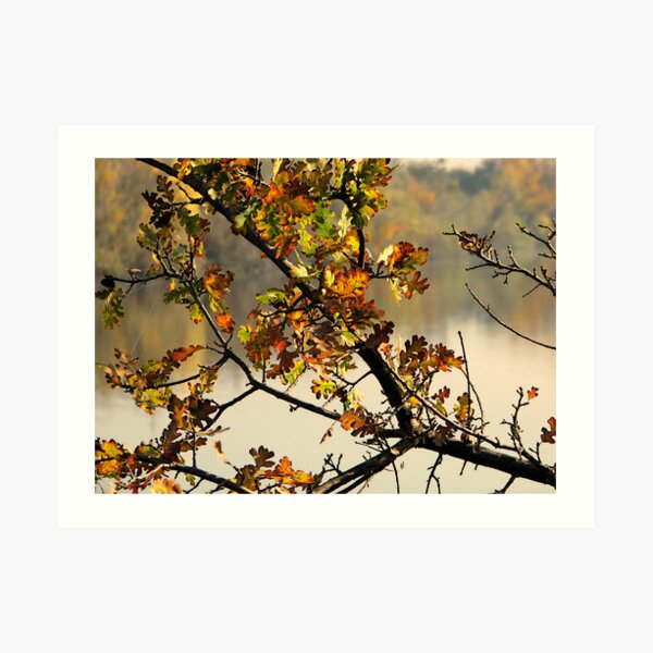 Autumn Reflections Art Print