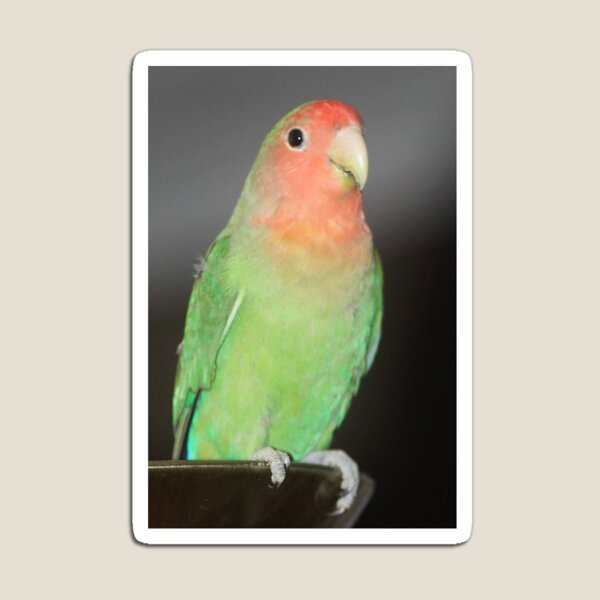 Item preview, El Lovebird designed and sold by Amymint.