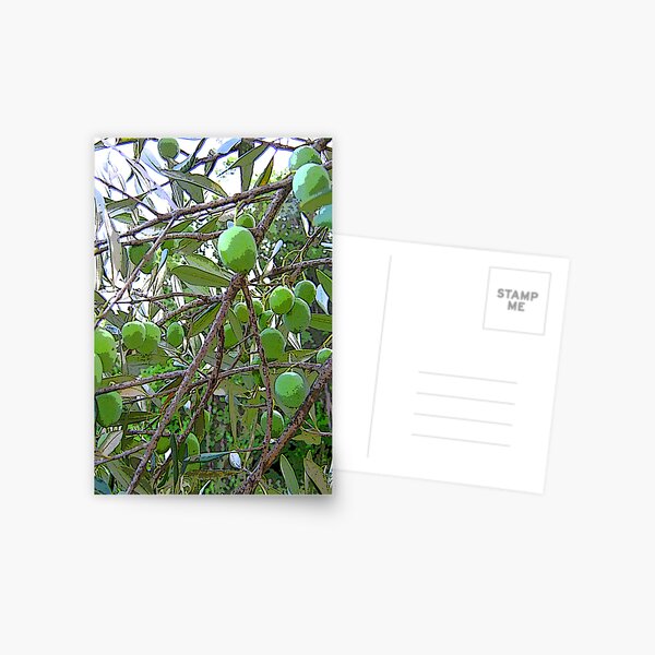OLIVES Postcard