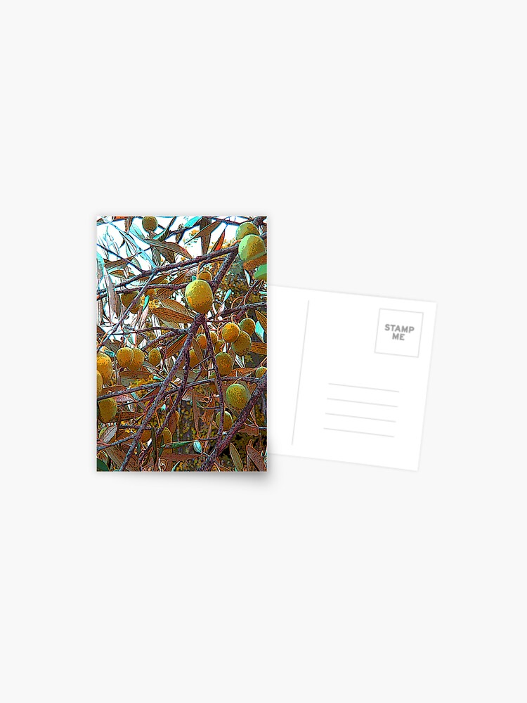 Thumbnail 1 of 2, Postcard, OLIVE TREE designed and sold by TatianaMichaela.