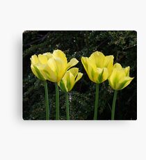 Yellow Tulips Canvas Print