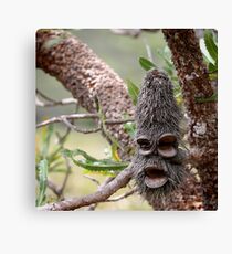 banksia man Canvas Print