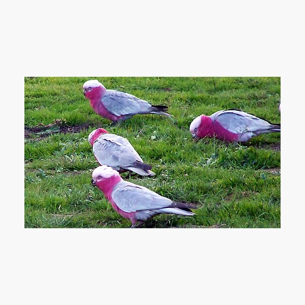 Item preview, the birds designed and sold by kerrie black.
