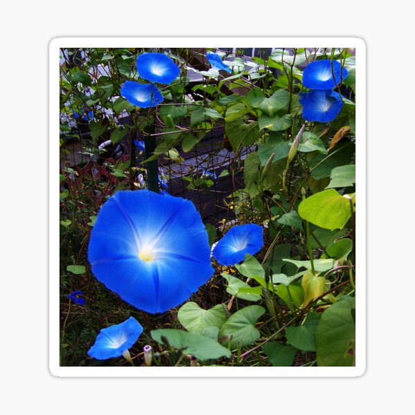 I Love My Morning Glories Sticker