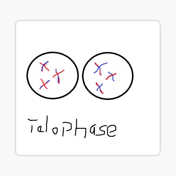 Prophase Stickers Redbubble