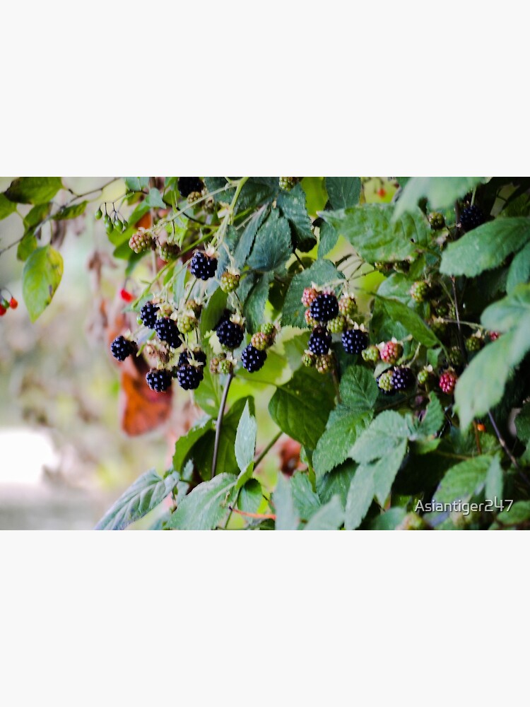 Discover Blackberries Premium Matte Vertical Poster