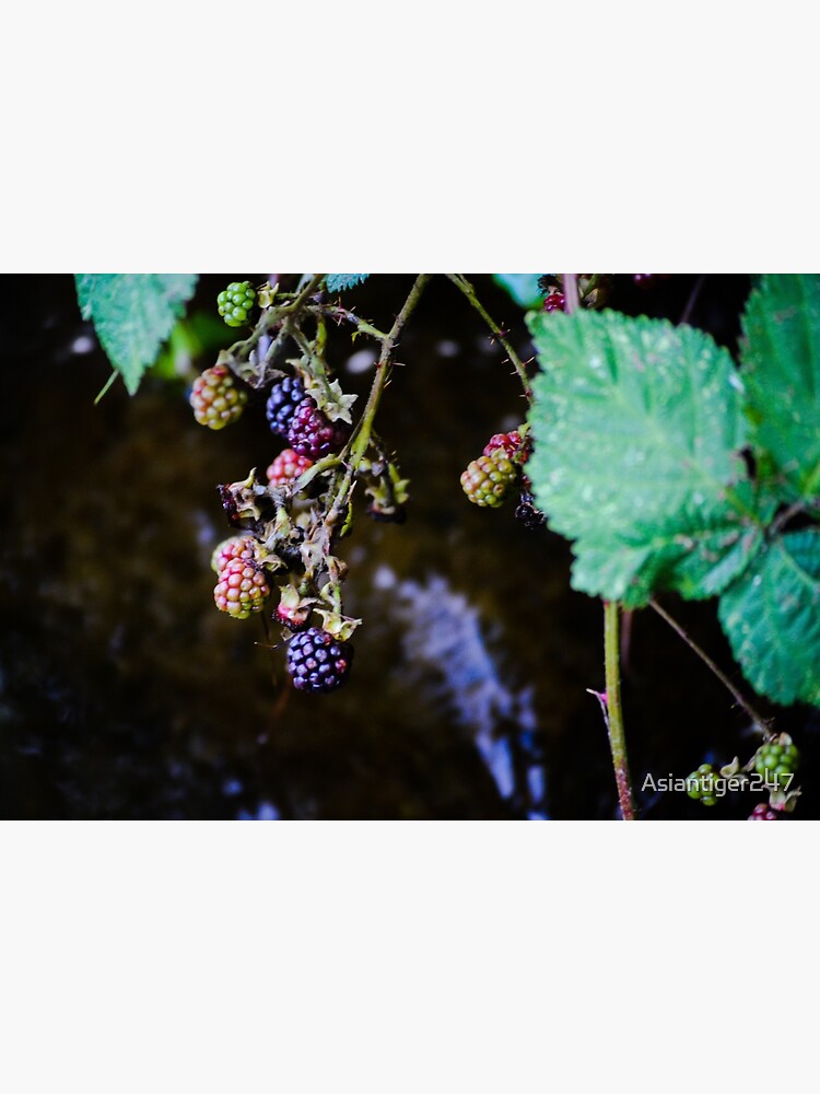 Discover Blackberries Premium Matte Vertical Poster