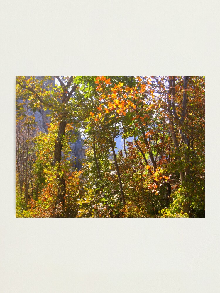 Thumbnail 1 of 3, Photographic Print, AUTUMN GAME IN THE WOODS designed and sold by TatianaMichaela.