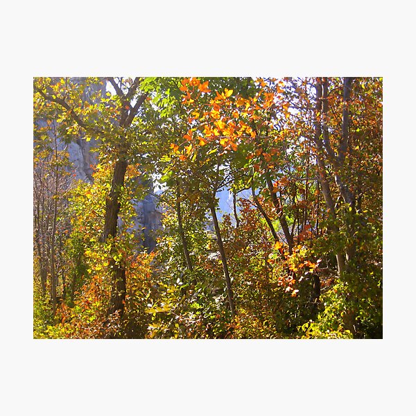 AUTUMN GAME IN THE WOODS Photographic Print