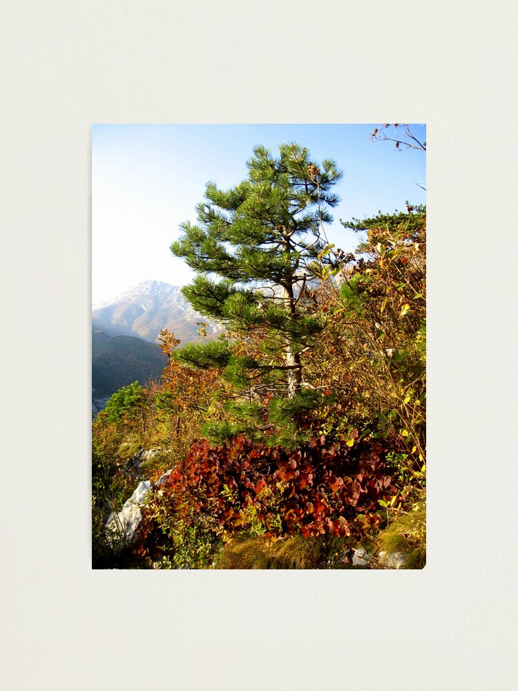Thumbnail 1 of 3, Photographic Print, RED AND GREEN designed and sold by TatianaMichaela.