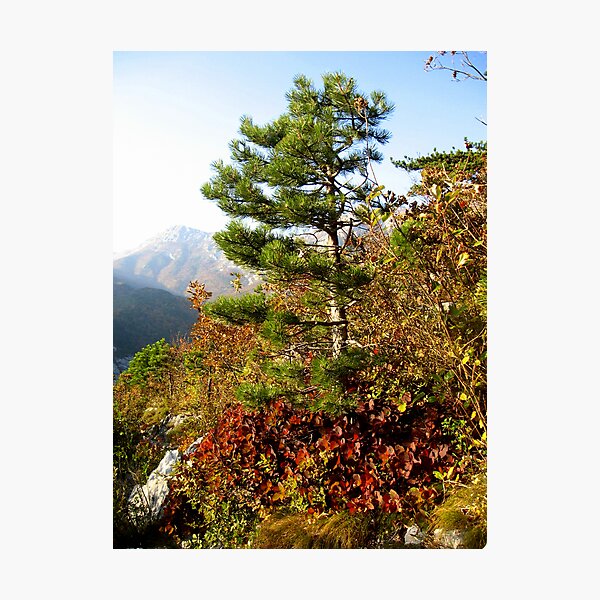 Photographic Print
