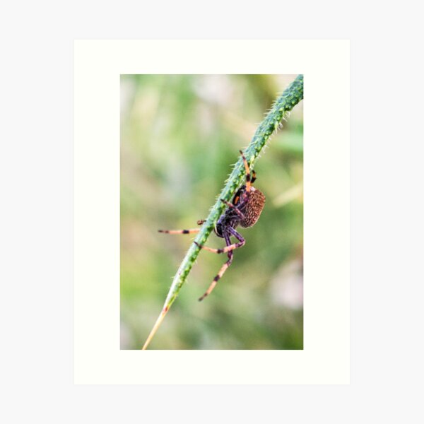 Hanging Around Art Print