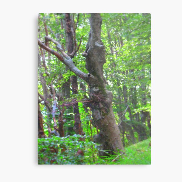 SPIRIT OF THE WOODS Metal Print