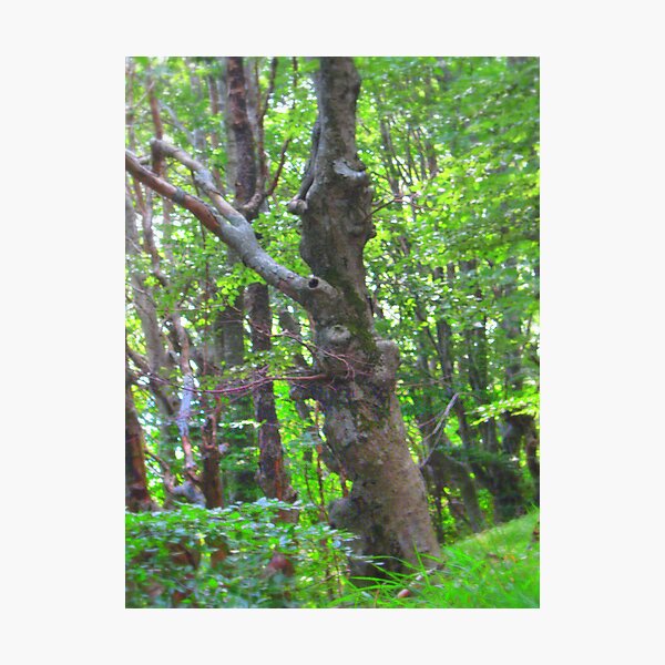 SPIRIT OF THE WOODS Photographic Print