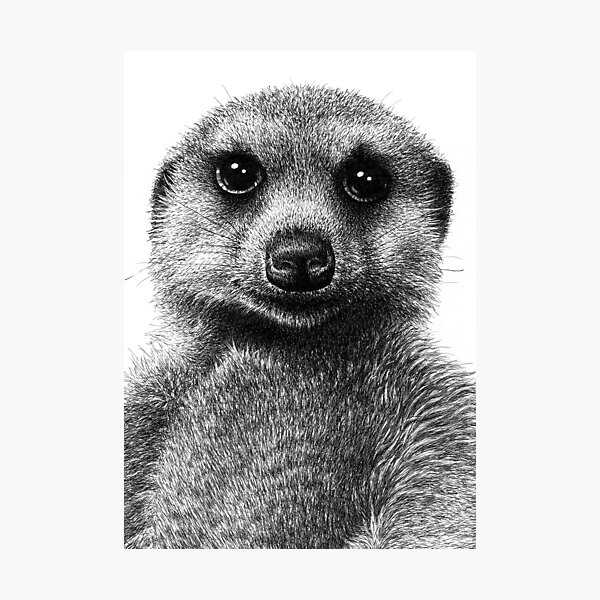 Meerkat Photographic Print