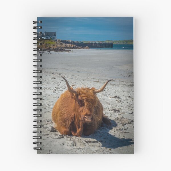 Item preview, A Highland Cow Lies on a White Sandy Beach at Fionnphort on the Isle of Mull, Inner Hebrides, Scotland, UK designed and sold by marthadoom.