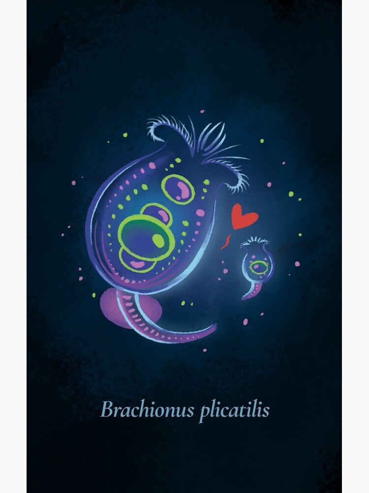 The Circles of Life: Brachionus plicatilis by franzanth