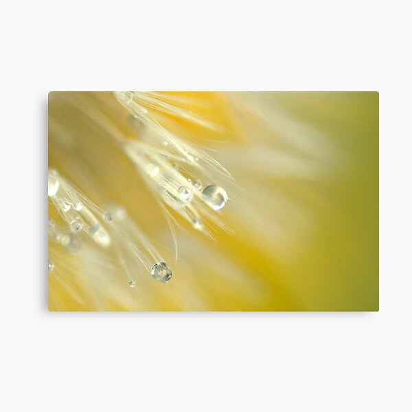 Dandelion in Yellow Metal Print
