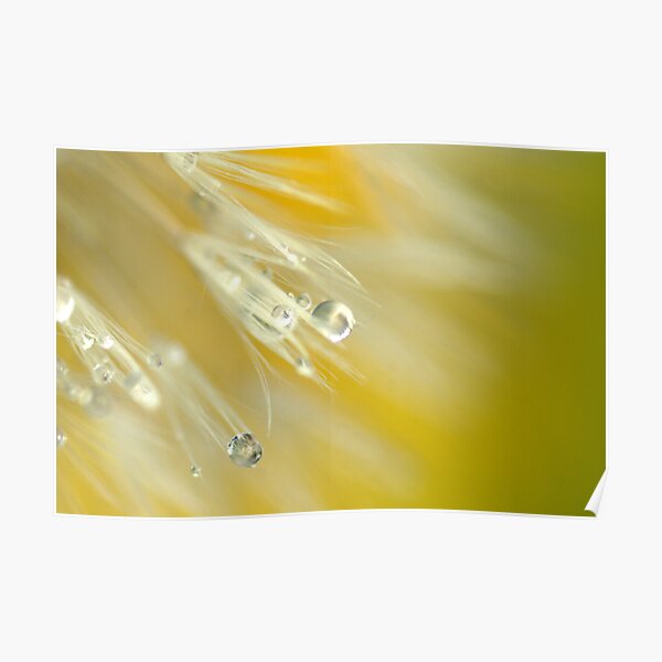 Dandelion in Yellow Poster