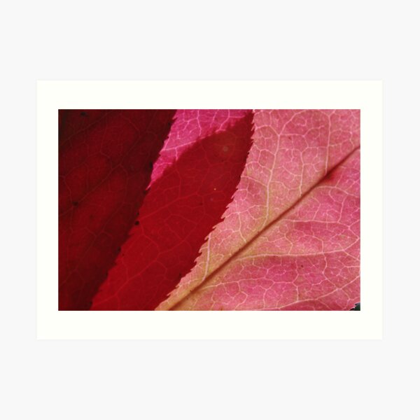 autumn spindle-tree Art Print
