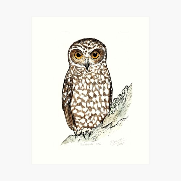 Item preview, Boobook Owl designed and sold by SnakeArtist.