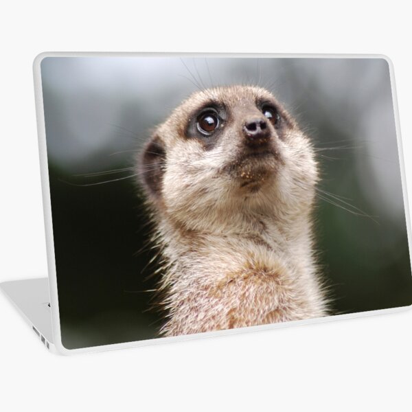 Meerkat Laptop Skin